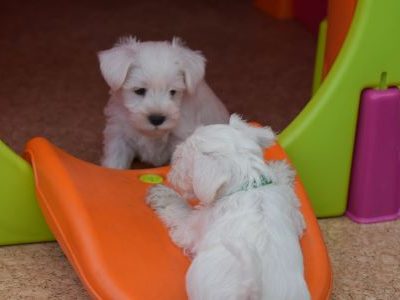 2 Zwergschnauzer Welpen spielen zwei weiße Zwergschnauzerwelpen spielen miteinander