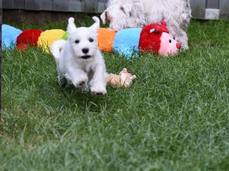 Willi der weiße Zwergschnauzer Welpe Willi der weiße Zwergschnauzer Welpe rennt im Gras auf die Kamera zu