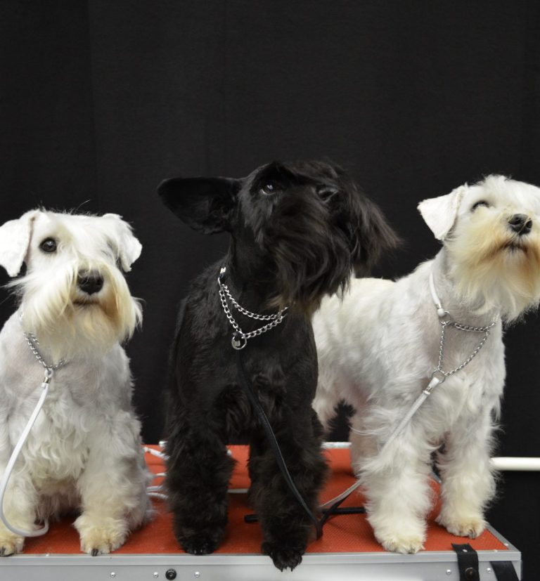 2 weiße und 1 schwarzer Zwergschnauzer 3 ausgewachsene Zwergschnauzer auf einem Tisch, der mittlere ist ein schwarzer Zwergschnauzer