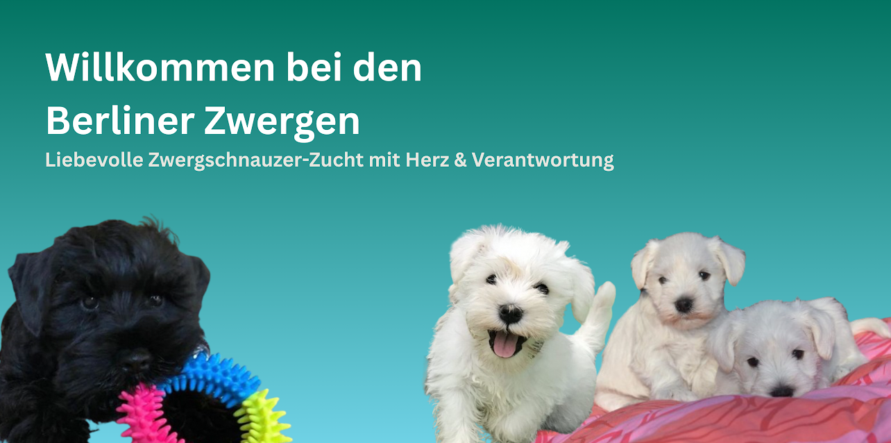 Willkommen bei den Berliner Zwergen 1 schwarzer und 3 weiße Zwergschnauzer Welpen auf blauen Hintergrund