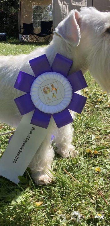 Zwergschnauzer Preis weisser Zwergschnauzer mit Siegerbrosche um den Hals
