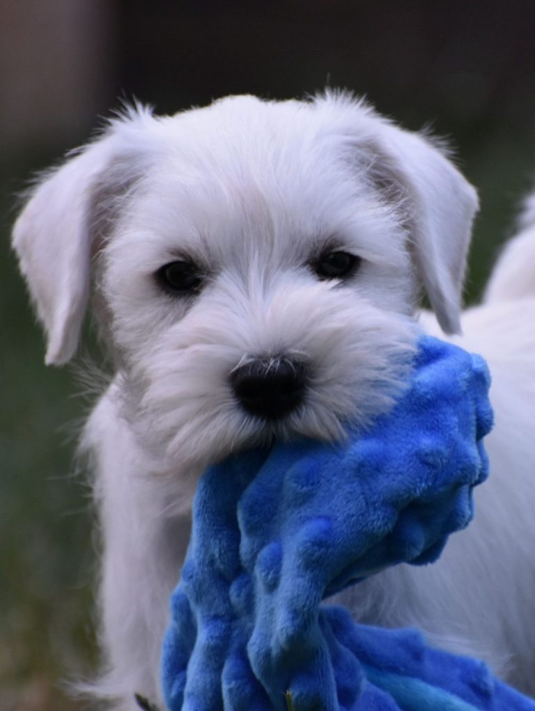 Will der weiße Zwergschnauzer Welpe weißer Zwergschnauzer Welpe namens Willi mit blauem Kuscheltier im Maul