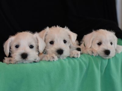 drei weißewergschnauzerwelpen Köpfe und Pfoden von drei weißen Zwergschnauzer Welpen