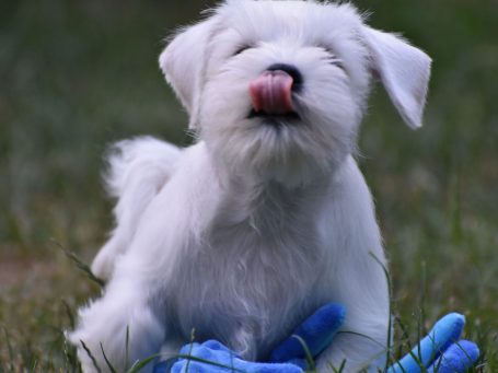 Willi der weiße Zwergschnauzer Welpe Willi der weiße Zwergschnauzer Welpe
schleckt seine Nase