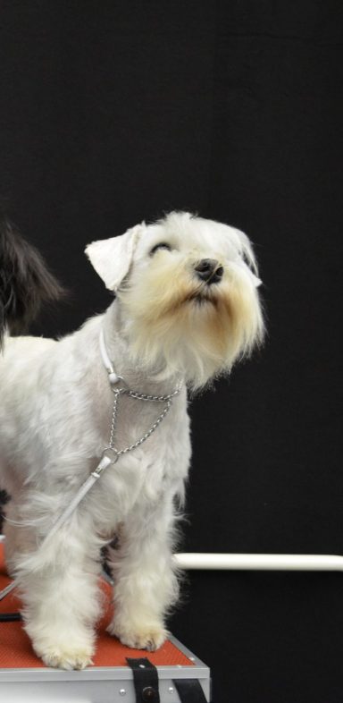 Zwergschnauzer Tisch weisser Zwergschnauzer mit silberner Kette steht auf einem Tisch und schaut in die Luft