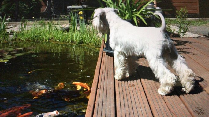 weißer Zwergschnauzer steht auf einem Steg & schaut in einen Teich