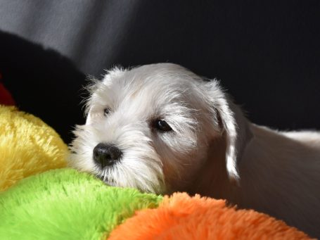Willi der weiße Zwergschnauzer Welpe Willi der weiße Zwergschnauzer Welpe hat den Kopf auf einem bunten Kuscheltier abgelegt.
