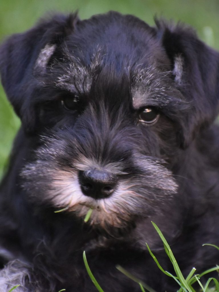 Will der weiße Zwergschnauzer Welpe weißer Zwergschnauzer Welpe namens Willi mit blauem Kuscheltier im Maul