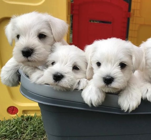 weiße Zwergschnauzerwelpen in Wanne Nahaufnahme von 4 weißen Zwergschnauzer Welpen in einer grauen Plastikwanne
