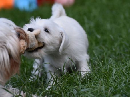 Zwergschnauzer Welpe spielt weißer Zwergschnauzer Welpe spielt Tauziehen mit einem ausgewachsenen weißen Zwergschnauzer