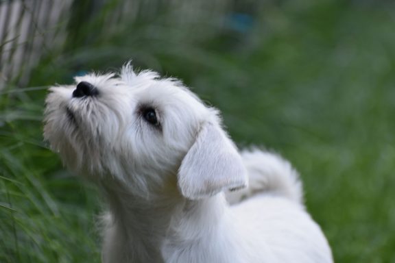 weißer Zwergschnauzer Welpe schnüffelt in der Luft