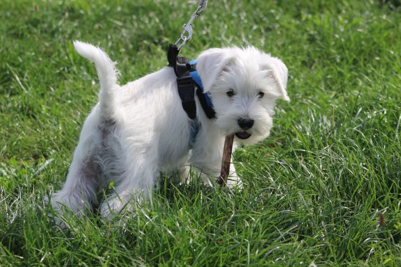 weißer Zwergschnauzer Welpe an Leine im Gras mit Stock im Maul