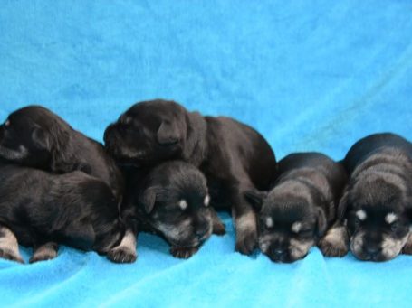 Gruppenbild schwarze Zwergschnauzer Welpen mehrere schwarze Zwergschnauzer Welpen kuscheln auf einer blauen Decke