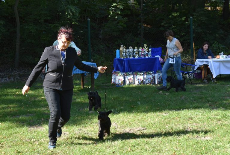 schwarzer Zwergschnauzer Hundeausstellung Frau führt schwarzen Zwergschnauzer an Leine bei Hundeausstellung, im Hintergrund Trophäen-Tisch & weitere Wettbewerber