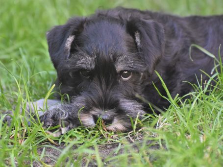 Willi der weiße Zwergschnauzer Welpe Willi der weiße Zwergschnauzer Welpe
schleckt seine Nase
