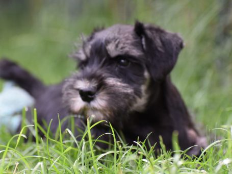 Willi der weiße Zwergschnauzer Welpe Willi der weiße Zwergschnauzer Welpe hat den Kopf auf einem bunten Kuscheltier abgelegt.